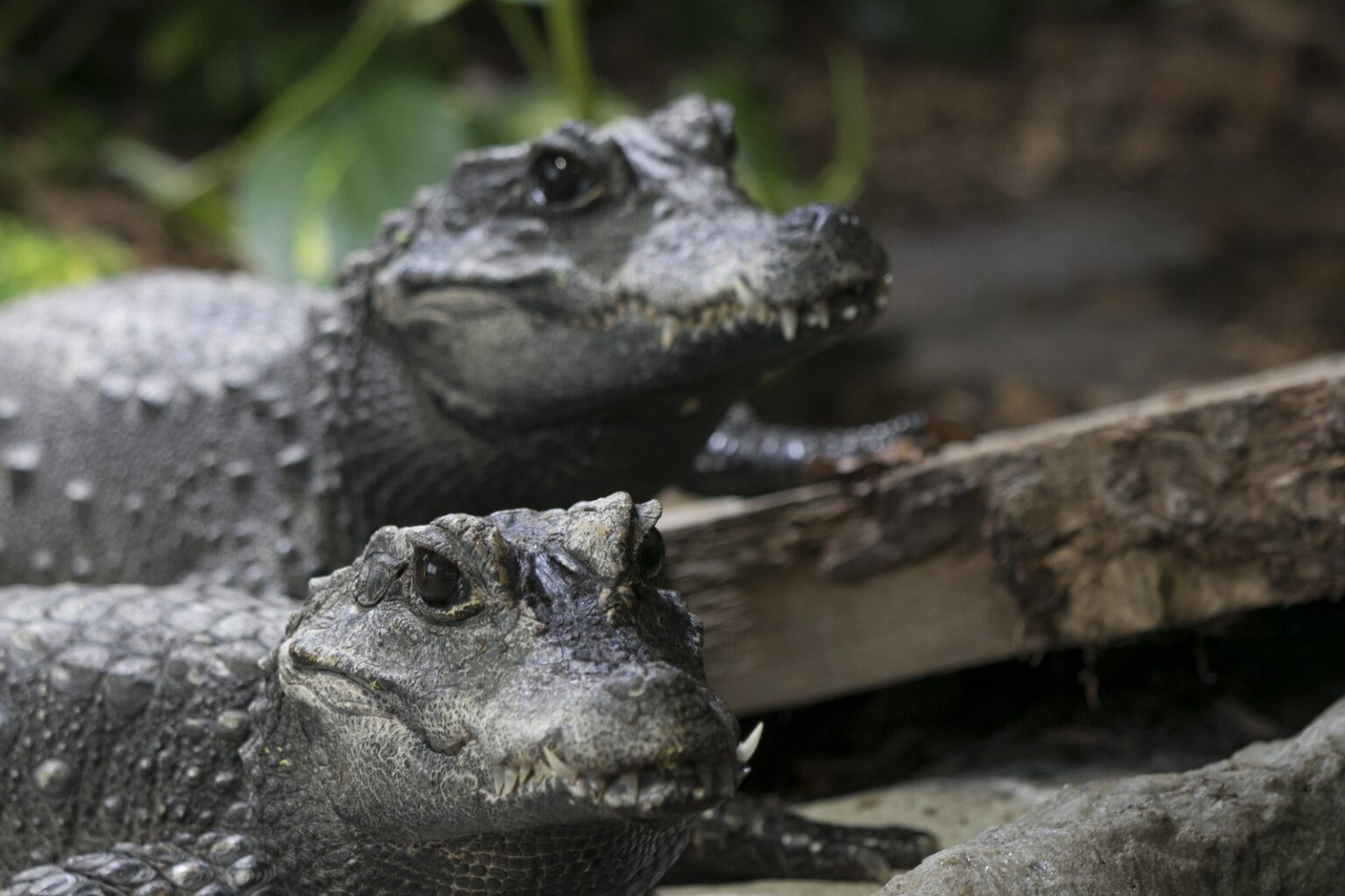 UNSERE TIERE Reptilienzoo Scheidegg