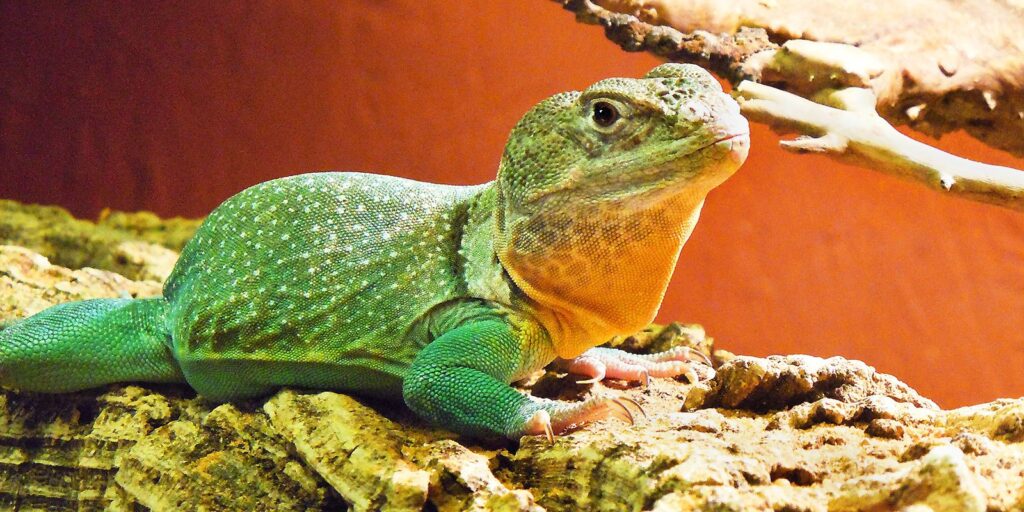 UNSERE TIERE Reptilienzoo Scheidegg