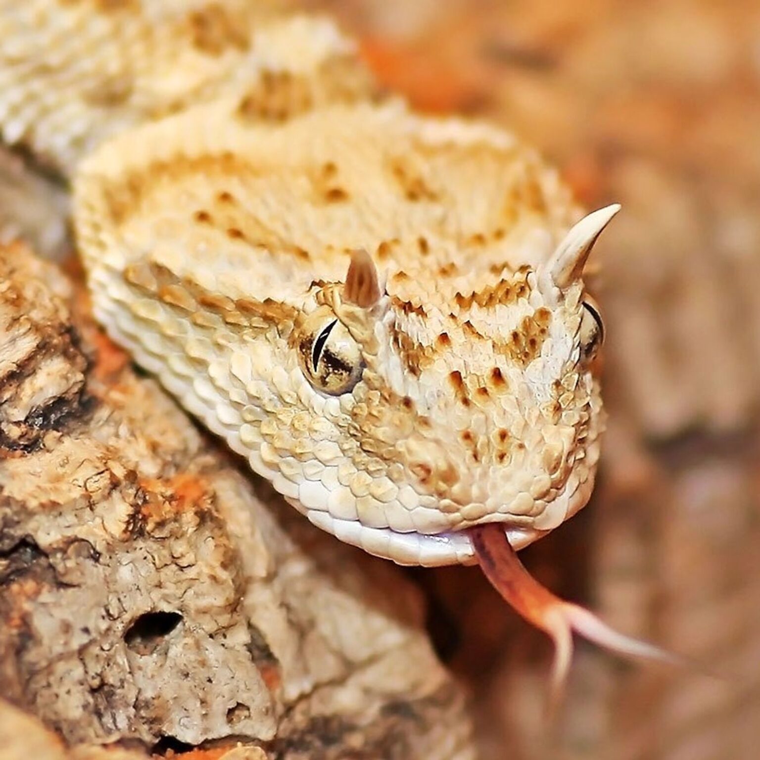 schildkröten und reptilienzoo neu ulm